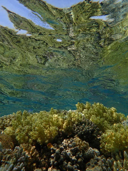 Arrecife Coral Del Mar Rojo Makadi Bay Egipto —  Fotos de Stock