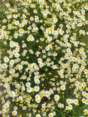 Papatya tarlası dokusu güzel doğal arkaplan olarak