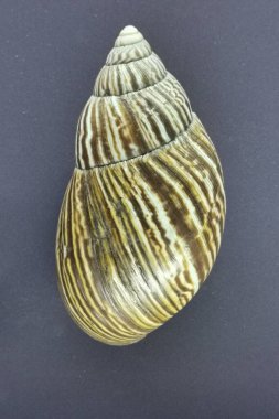 Gri arkaplanda boş achatina kabuğu izole