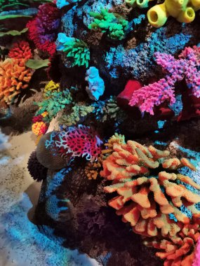 Güzel mercan hayvanları güzel deniz arka planında