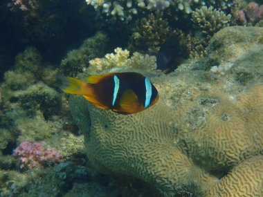 Deniz kenarındaki Kızıl Deniz 'de palyaço balığı.