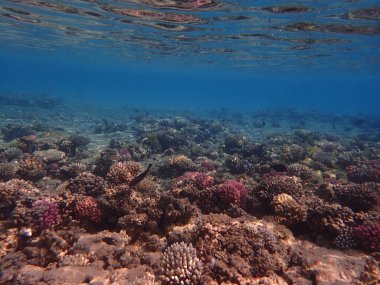 Makadi Körfezi Mısır 'dan mercan resifi arka planı