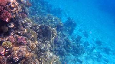 Makadi Körfezi Mısır 'dan mercan resifi arka planı