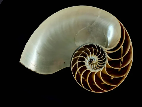 Natürliche Trilobiten Textur Als Sehr Schöner Hintergrund — Stockfoto