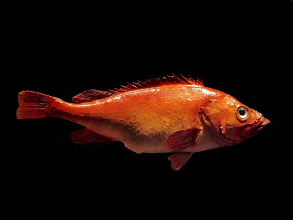 黒の背景に隔離されたオレンジ色の海魚 — ストック写真