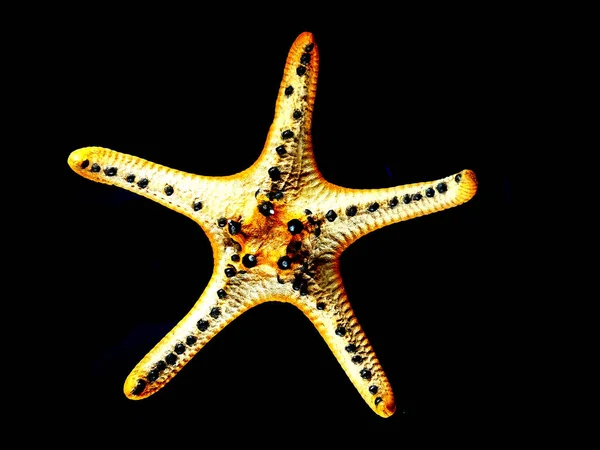 Морская Звезда Изолирована Черном Фоне — стоковое фото