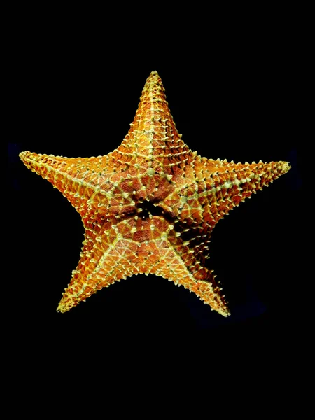 Mořská Hvězda Izolované Černém Pozadí — Stock fotografie