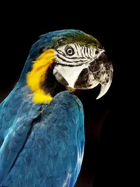 Modrá Ara Papoušek Izolované Černém Pozadí — Stock fotografie