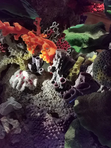 Ładne Koralowe Zwierzęta Jako Ładne Tło Morskie — Zdjęcie stockowe
