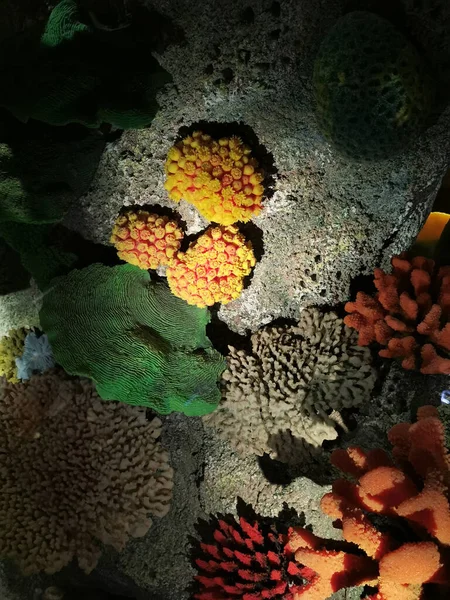 Ωραία Κοράλλια Ζώα Ωραία Θάλασσα Φόντο — Φωτογραφία Αρχείου
