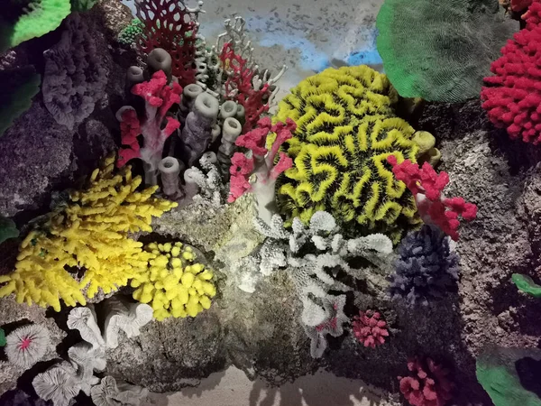 Schöne Korallen Tiere Als Schöner Meereshintergrund — Stockfoto