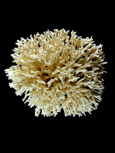 Коралові Тварини Ізольовані Чорному Тлі — стокове фото