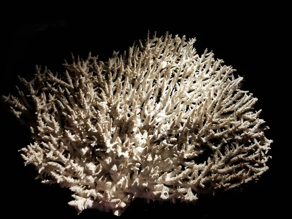 Coral Animal Isolado Fundo Preto — Fotografia de Stock