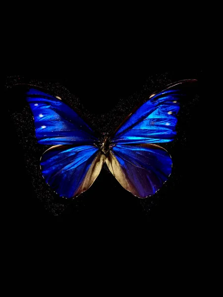Mariposa Azul Aislada Sobre Fondo Negro —  Fotos de Stock