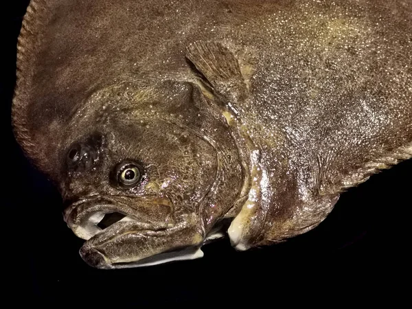 Деталь Плоскої Риби Ізольована Чорному Фоні — стокове фото