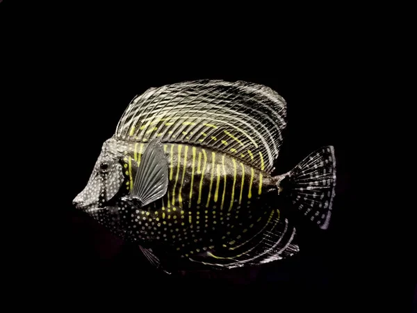 Tang Ψάρια Που Απομονώνονται Στο Μαύρο Φόντο — Φωτογραφία Αρχείου