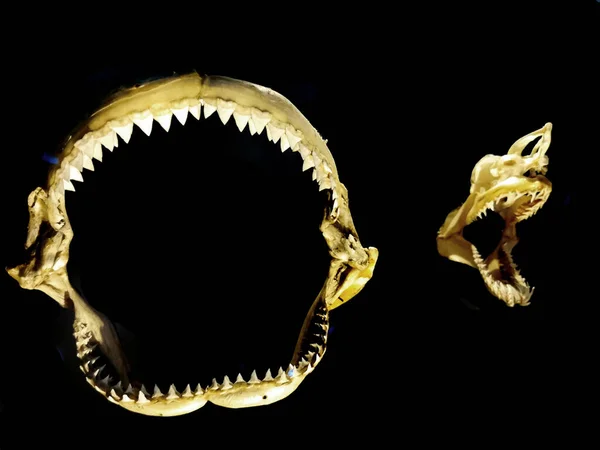 Zęby Rekina Izolowane Czarnym Tle — Zdjęcie stockowe