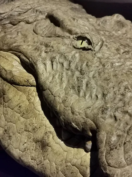 stock image detail of aligator head with green eye