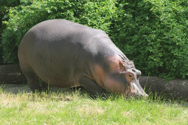 Klein Jong Nijlpaard Het Groene Gras — Stockfoto