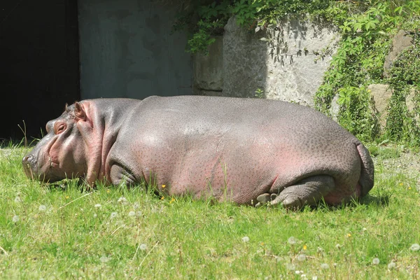 Small Young Hippo Green Grass — Stock Photo, Image