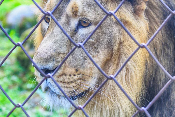 Leão Triste Prisão Pessoas — Fotografia de Stock