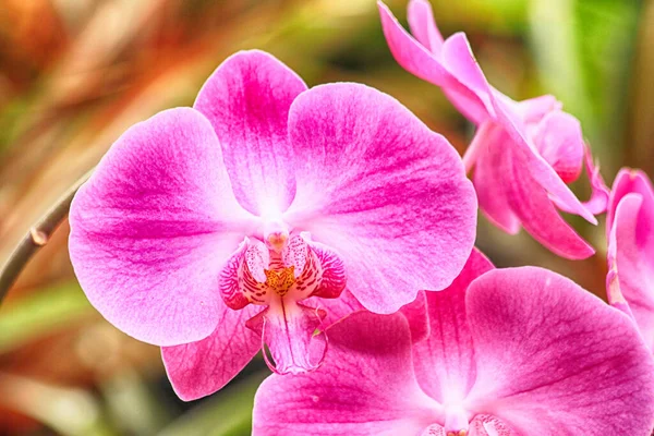 Struttura Viola Del Fiore Del Orchid Come Sfondo Piacevole — Foto Stock