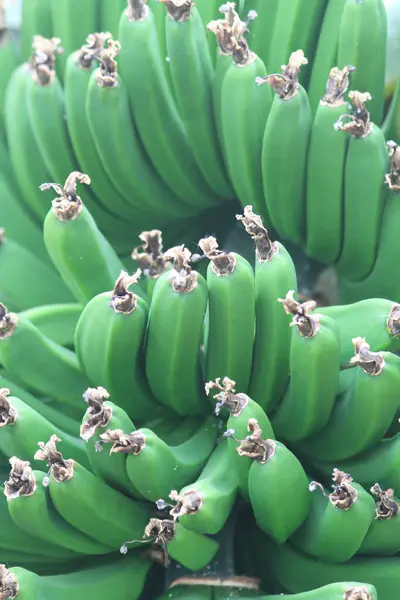 Grüne Bananenfrüchte Als Sehr Schöner Hintergrund — Stockfoto