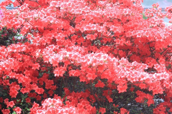 Açelya Çiçeği Dokusu Güzel Doğal Bir Arka Plan — Stok fotoğraf