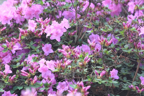Azalea Flowers Texture Nice Natural Background — Stock Photo, Image