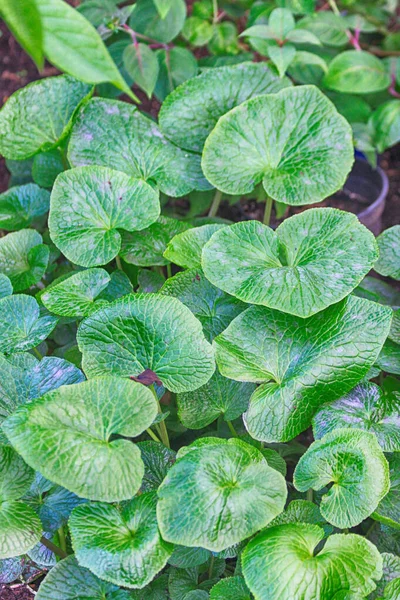 Wasabi Yeşili Yaprak Dokusu Güzel Bir Arka Plan — Stok fotoğraf