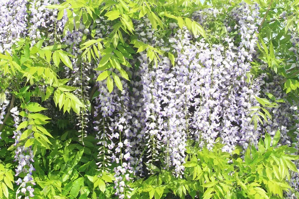 violet wisteria flowers as very nice natural background