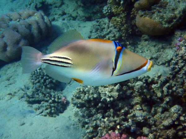 Picasso Triggerfish Mar Vermelho Egito — Fotografia de Stock