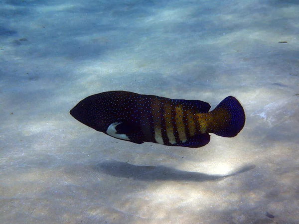 Unbekannte Fische Aus Dem Roten Meer Ägypten Hurghada — Stockfoto