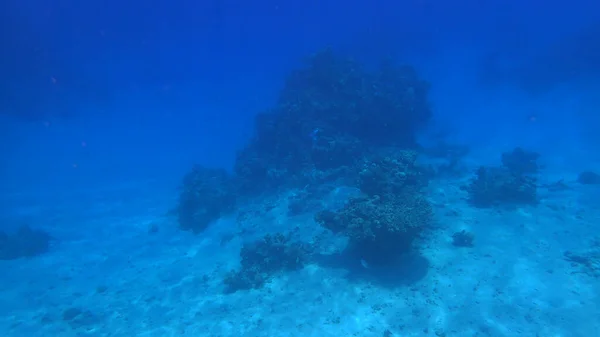 바라본 산호초 — 스톡 사진