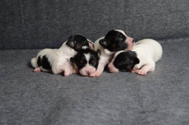 Papillon köpekleri çok tatlı köpek olarak doğar.