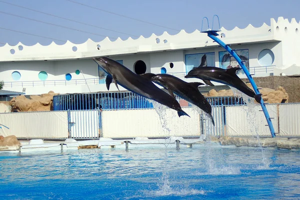 Schöne Junge Delfine Schwimmen Wasser — Stockfoto