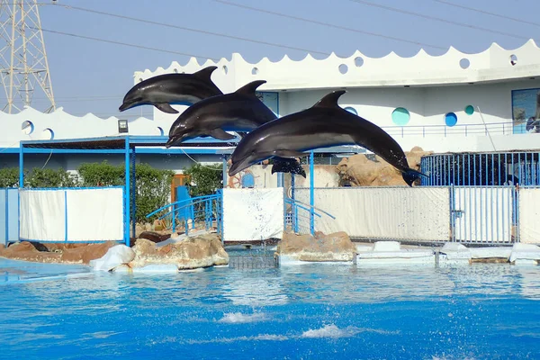 Schöne Junge Delfine Schwimmen Wasser — Stockfoto