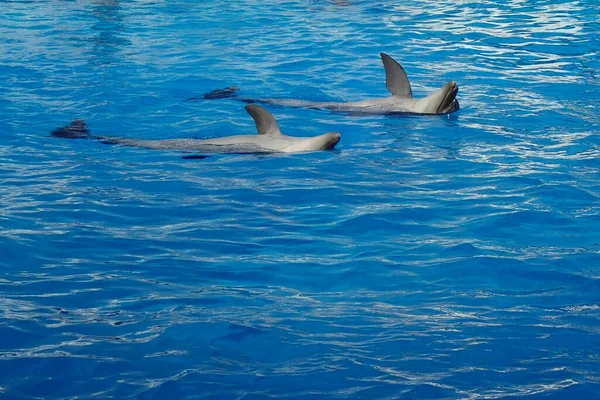 Simpáticos Delfines Jóvenes Nadando Agua —  Fotos de Stock