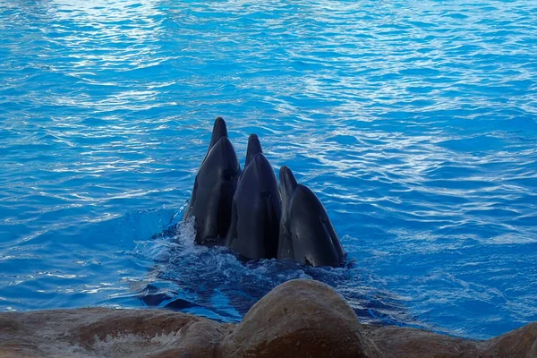 Красивые Молодые Дельфины Плавающие Воде — стоковое фото