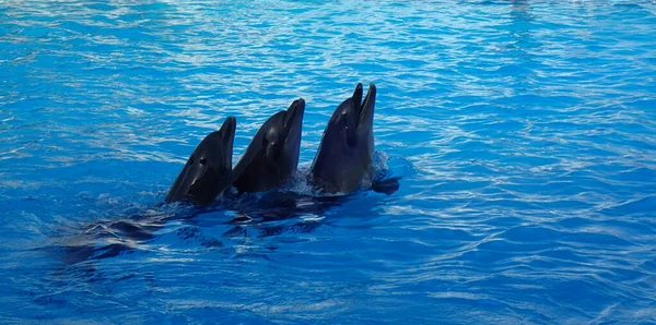 Ładne Młode Delfiny Pływające Wodzie — Zdjęcie stockowe