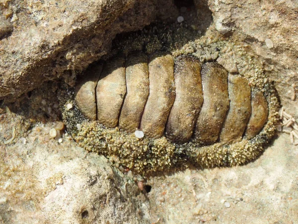 Lepidochitona Animal Playa Egipto Como Animal Prehistórico —  Fotos de Stock