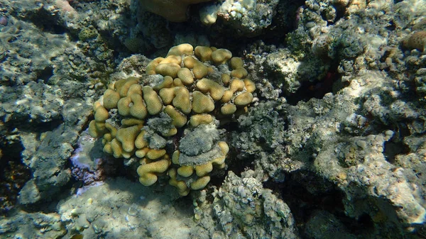 Barriera Corallina Del Mar Rosso Nella Baia Makadi Egitto — Foto Stock