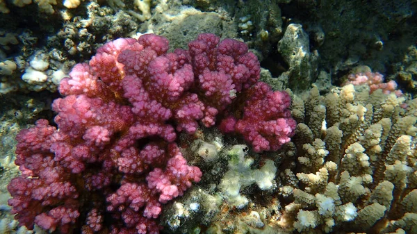 エジプトのマカディ湾にある紅海のサンゴ礁 — ストック写真