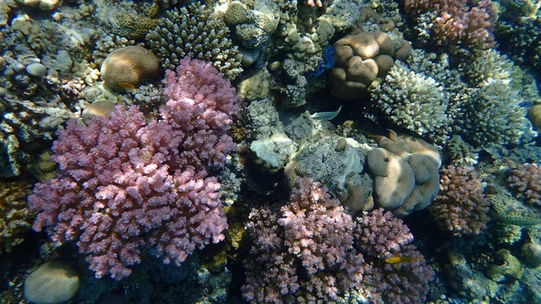 Коралловый Риф Красного Моря Заливе Макади Египет — стоковое фото