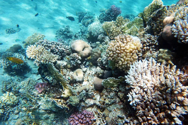 Recife Coral Mar Vermelho Makadi Bay Egito — Fotografia de Stock