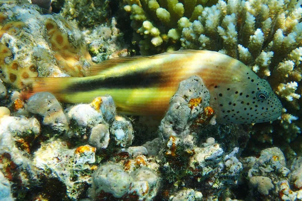 来自埃及红海的奇异鱼类 — 图库照片