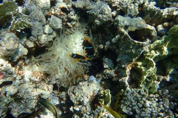 Peces Nemo Mar Rojo Como Fondo Agradable —  Fotos de Stock