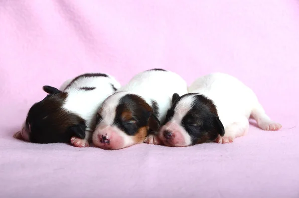 Papillonhunde Neugeborene Als Sehr Süße Hunde — Stockfoto