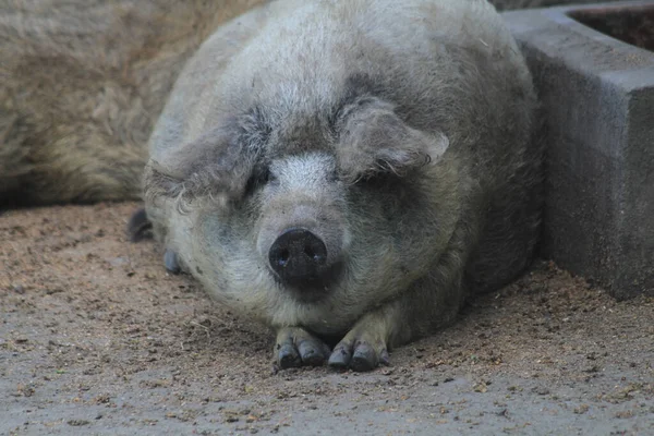 Wild Pig Resting Farm — Stock Photo, Image