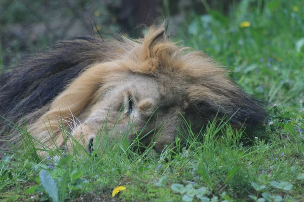 Leão Está Dormindo Grama Verde Como Animal Muito Agradável — Fotografia de Stock